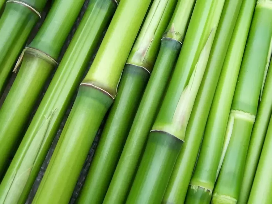 amulet për fat të mirë-bambu